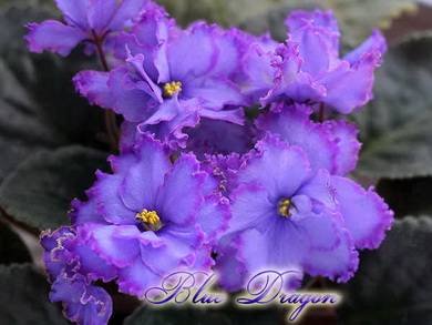 BlueDragon3
