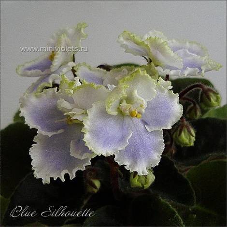 BlueSilhouette1