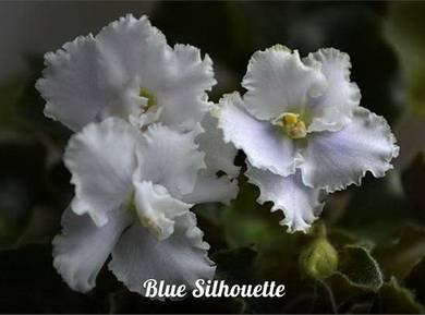 BlueSilhouette3
