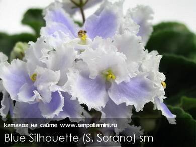 BlueSilhouette7