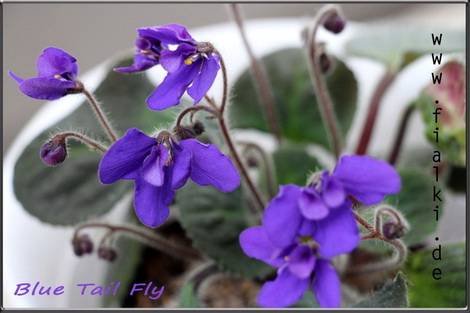 BlueTailFly1