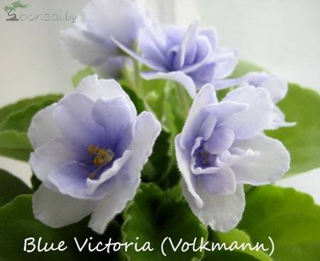 BlueVictoria4