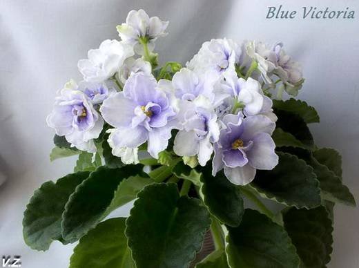 BlueVictoria5
