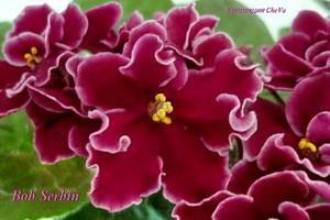 BobSerbin9