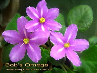 Bob'sOmega4