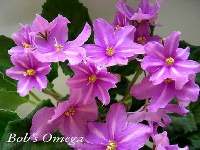 Bob'sOmega5