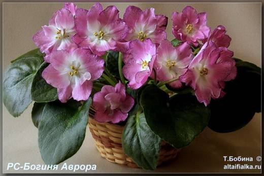 БогиняАврора6