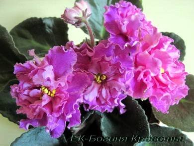 БогиняКрасоты5