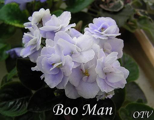 BooMan5