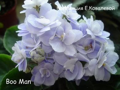 BooMan7