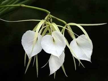 BrassavolaNodosa8