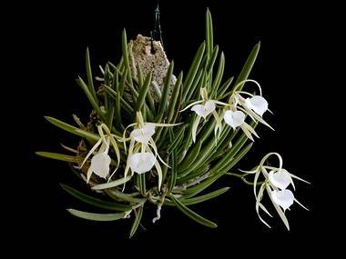BrassavolaNodosa9