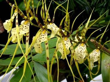 Brassia9