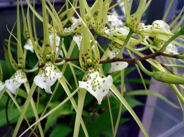 BrassiaVerrucosa9
