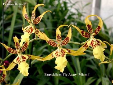 Brassidium31