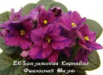 БразильскийКарнавал7