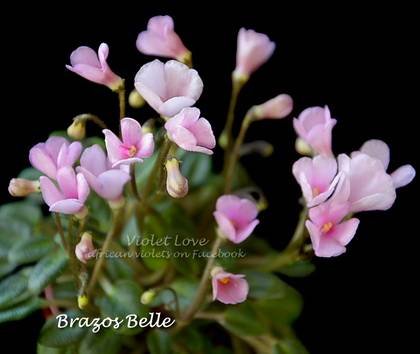 BrazosBelle7