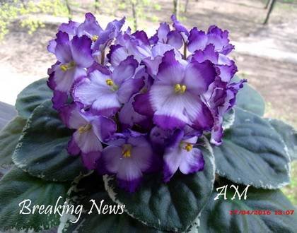 BreakingNews7