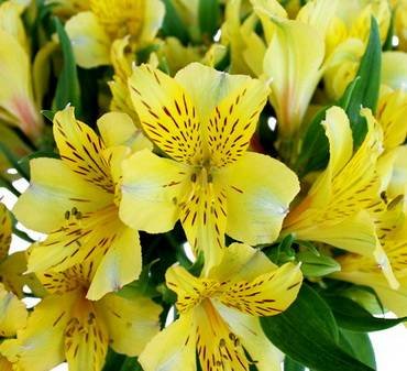 BrightYellow