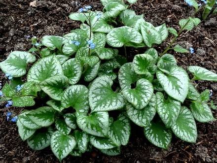Brunnera1