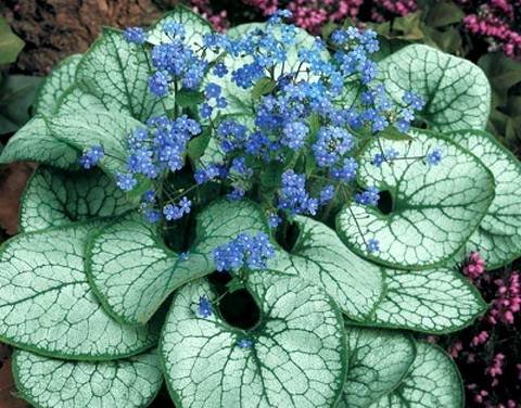 Brunnera10