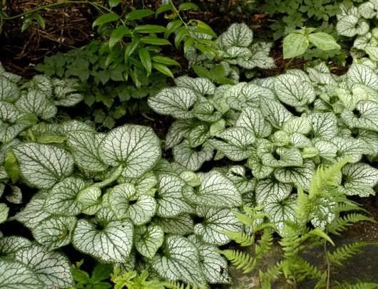 Brunnera11