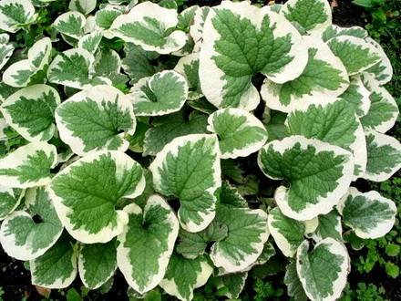 Brunnera2