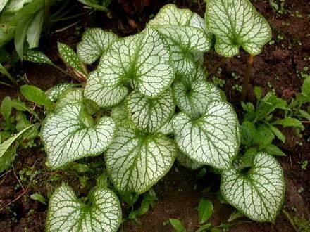 Brunnera3