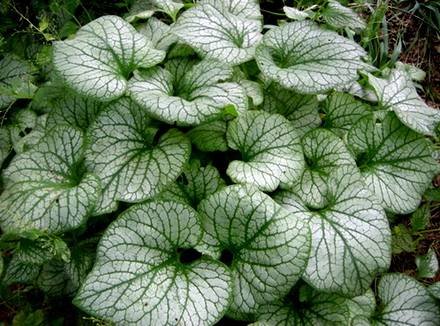 Brunnera4
