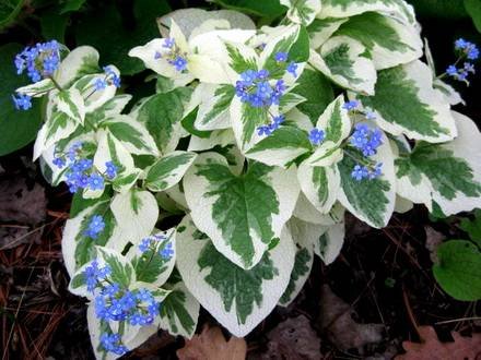 Brunnera5