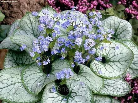 Brunnera6
