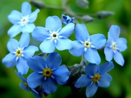 Brunnera7
