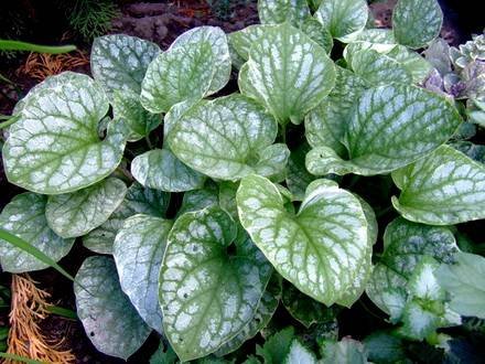 Brunnera8