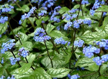 BrunneraMacrophylla