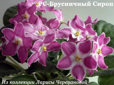 БрусничныйСироп7