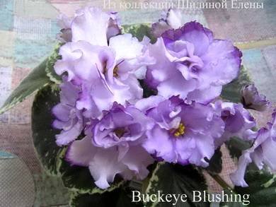 BuckeyeBlushing8