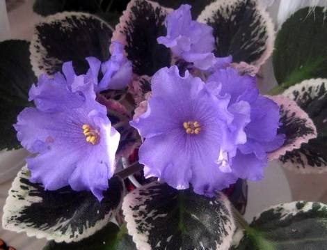 BuckeyeBoysenberry1