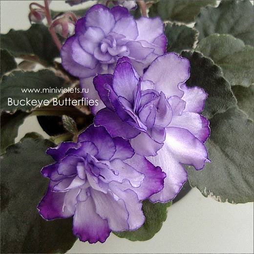 BuckeyeButterflies6