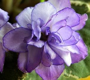 BuckeyeButterflies9