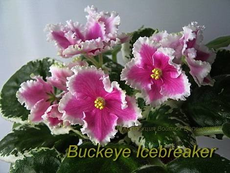 BuckeyeIcebreaker1
