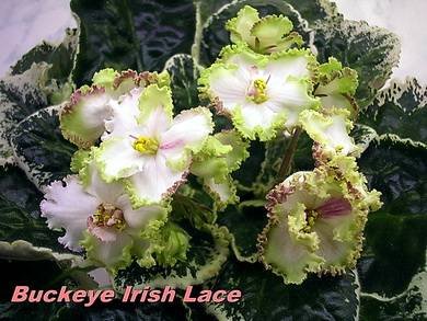 BuckeyeIrishLace4