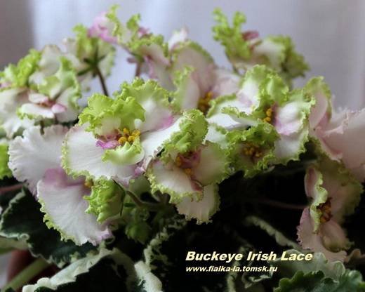 BuckeyeIrishLace6