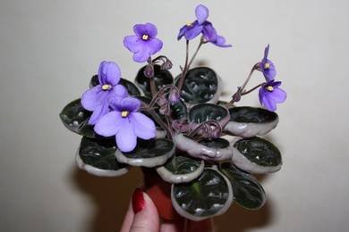 BuckleysSpoon2