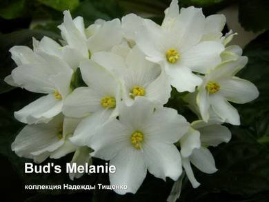 Bud'sMelanie2