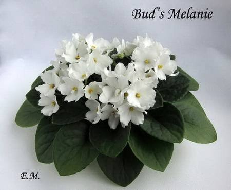 Bud'sMelanie4