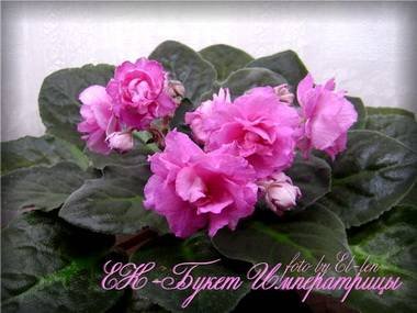 БукетИмператрицы4