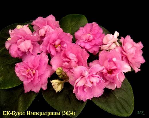 БукетИмператрицы6