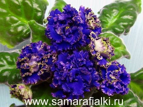 Бунтарь1