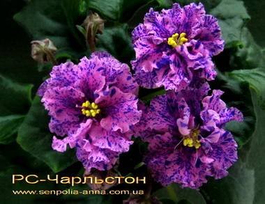 Чарльстон5