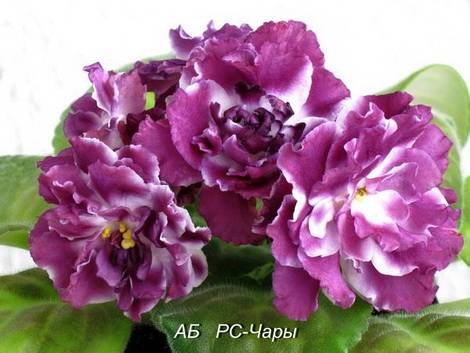 Чары1